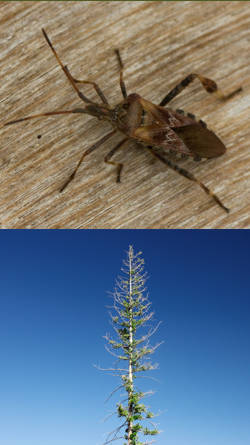 enfermedades de coniferas