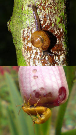 afecciones del jardin