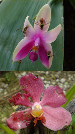 afecciones en orquideas