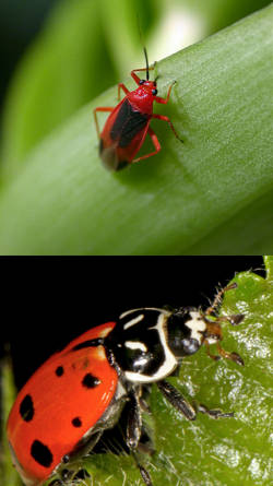 enfermedades en plantas de ornato