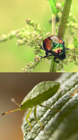 afecciones en plantas