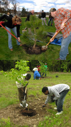 cultivar arboles