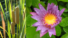 plantas de agua con nucleos