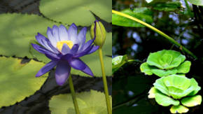 plantas de agua insumergibles