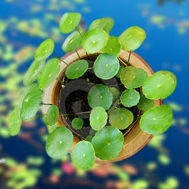 plantas-acuaticas-junco