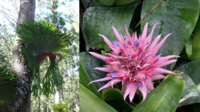 plantas aereas bromelias