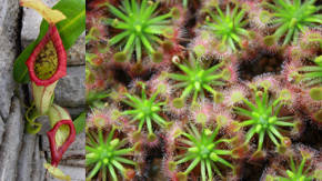 plantas carnivoras raras