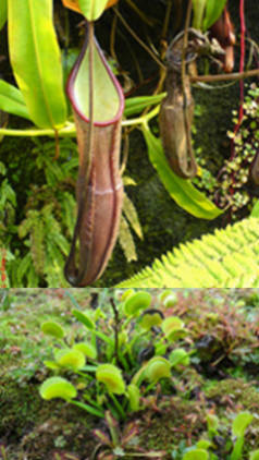 plantas carnivoras