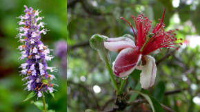 plantas comestibles con flores