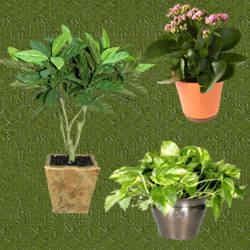 plantas con tiestos