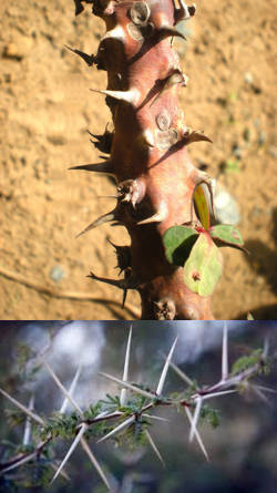 plantas de espinas venenosas