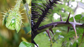 plantas de espinillas nocivas