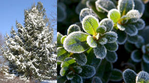 vegetales de exterior para clima frio