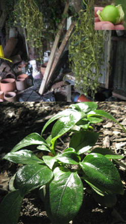 plantas de exterior para sitios humedos