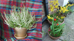 plantas de interior que resisten el frio