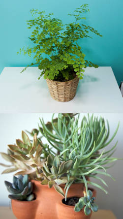 plantas de interior resistentes