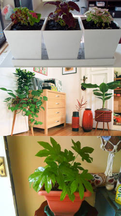 plantas de interior