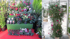 plantas decorativas en invernadero