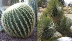 plantas del desierto