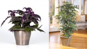 plantas exoticas artificiales