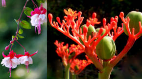 plantas exoticas