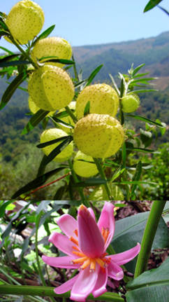 plantas inusuales