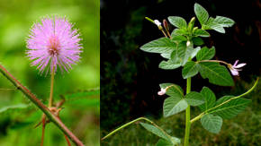 vegetales medicinales