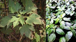 plantas medicinales mexicanas