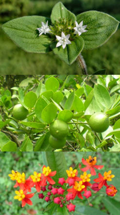 plantas terapeuticas de mexico