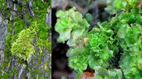 plantas no vasculares