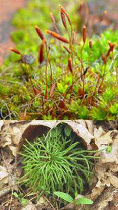 plantas briofitas