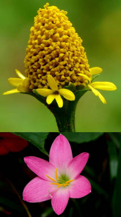 plantas de ornato tropicales