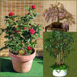 plantas ornamentales en macetas