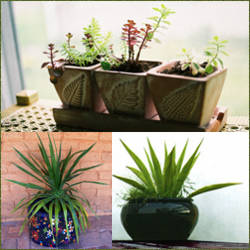 plantas para macetas