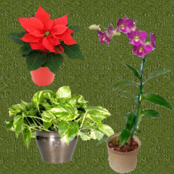 plantas para tiestos