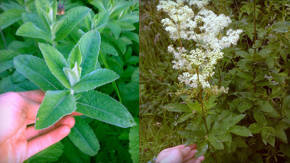 plantas rusticas alimenticias