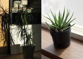 plantas-sombra-con-espinas