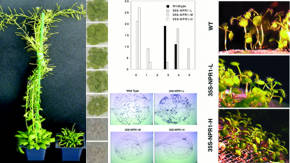 vegetales transgenicos