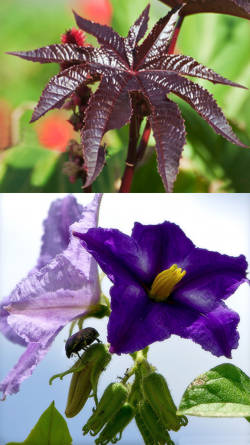 plantas letales