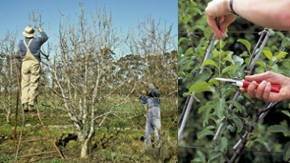 poda de arboles frutales