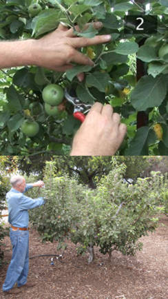 desmoche de arboles de fruta