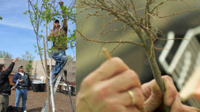 poda de arboles manuales