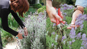 desmoche de lavanda