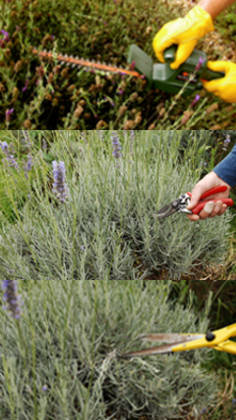 poda de lavanda