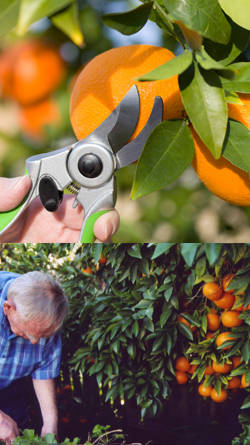 desmoche de naranjos