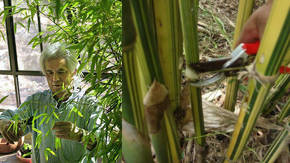 desmoche del bambu