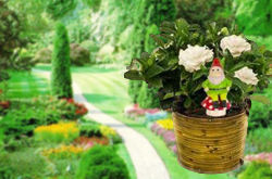 precios-de-plantas-ornamentales