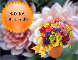 precios-flores-naturales-especies