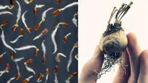 proceso de germinacion