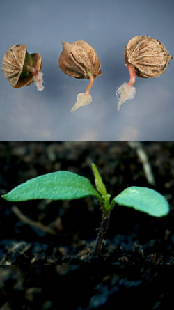 fases de la germinacion